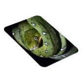 ボリビアのグリーンツリースネークエメラルドボア マグネット (右側)