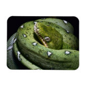 ボリビアのグリーンツリースネークエメラルドボア マグネット (横)