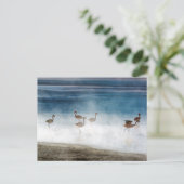 ボリビアのSalar de Uyuni、Danza de Flamencos。 ポストカード (スタンド正面)