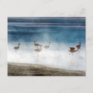 ボリビアのSalar de Uyuni、Danza de Flamencos。 ポストカード