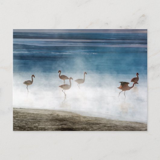 ボリビアのSalar de Uyuni、Danza de Flamencos。 ポストカード (正面)