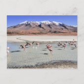 ボリビア風景写真(フラミンゴ付き) ポストカード (正面)