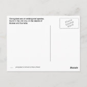 ボルぶら下がったネオのオランウタン ポストカード (裏面)