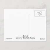 「ボルゾイ」犬の写真はがき ポストカード (裏面)