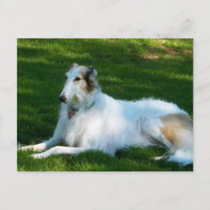 「ボルゾイ」犬の写真はがき ポストカード