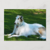 「ボルゾイ」犬の写真はがき ポストカード (正面)