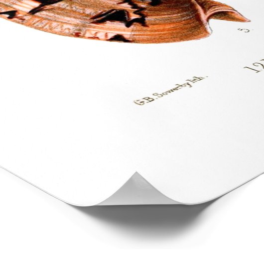 ボルタ貝 ポスター (角)