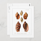 ボルタ貝 ポストカード (正面/裏面)