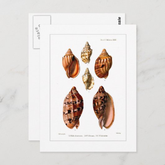 ボルタ貝 ポストカード (正面/裏面)