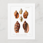 ボルタ貝 ポストカード (正面)