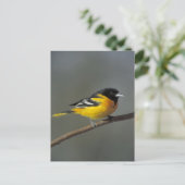 ボルチモアのオリオールのはがき ポストカード (スタンド正面)