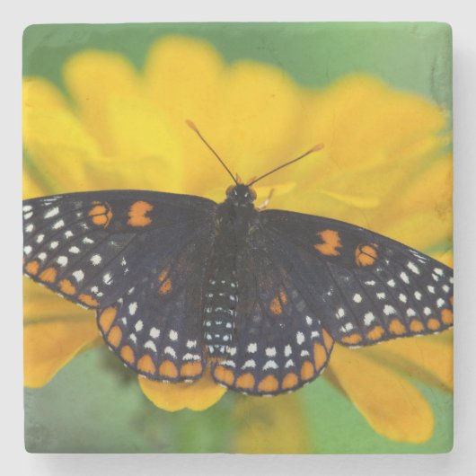 ボルチモア市松模様にスポット蝶 ストーンコースター (正面)