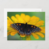 ボルチモア市松模様にスポット蝶 ポストカード (正面/裏面)