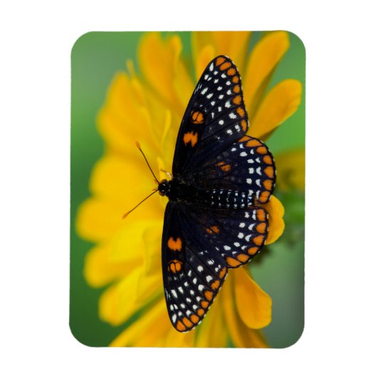 ボルチモア市松模様にスポット蝶 マグネット (縦)