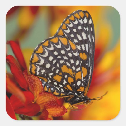 ボルチモア市松模様にタチョウ スクエアシール (正面)