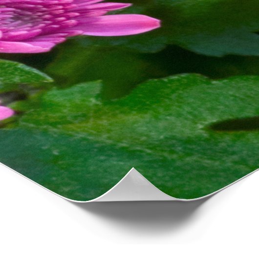 ボルチモア市松模様にタチョウ ポスター (角)