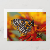 ボルチモア市松模様にタチョウ ポストカード (正面/裏面)