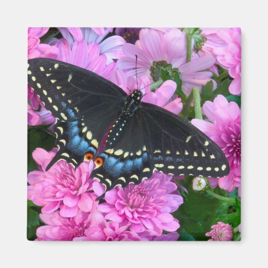 ボルチモア市松模様にタチョウ マグネット (正面)