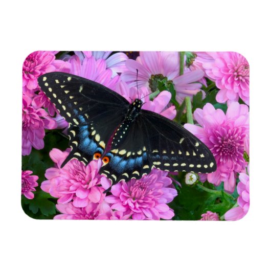 ボルチモア市松模様にタチョウ マグネット (横)