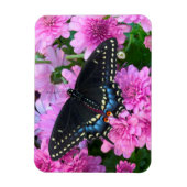 ボルチモア市松模様にタチョウ マグネット (縦)