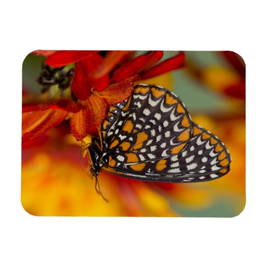 ボルチモア市松模様にタチョウ マグネット (横)