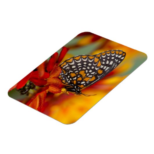 ボルチモア市松模様にタチョウ マグネット (左側)