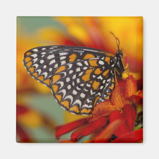 ボルチモア市松模様にタチョウ マグネット (正面)