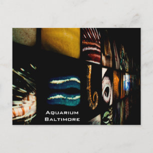 ボルチモア水族館 ポストカード