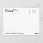 ボルチモア・オリオール葉書 ポストカード (裏面)