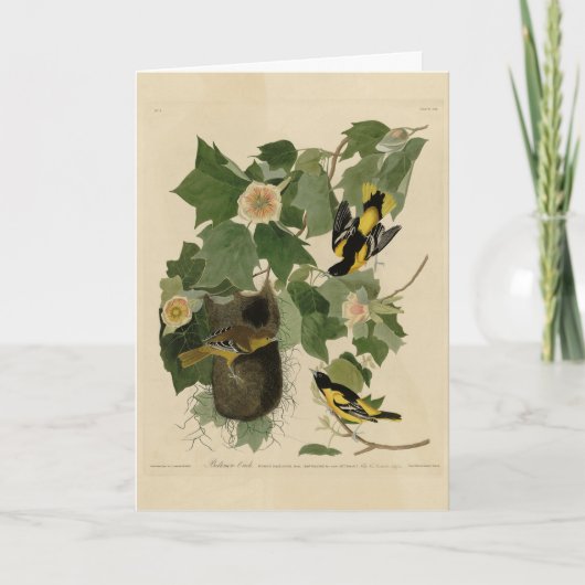 ボルチモア・オリオール – オードボンのアメリカの鳥から カード (正面)