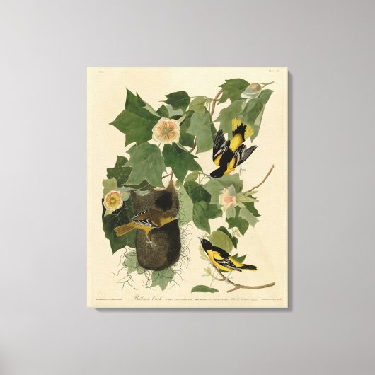 ボルチモア・オリオール – オードボンのアメリカの鳥から キャンバスプリント (正面)