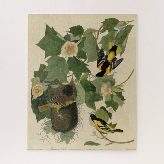 ボルチモア・オリオール – オードボンのアメリカの鳥から ジグソーパズル (縦)