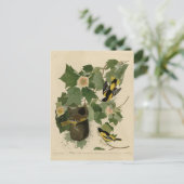 ボルチモア・オリオール – オードボンのアメリカの鳥から ポストカード (スタンド正面)