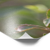 ボルチモア・オリオール フォトプリント            (角)