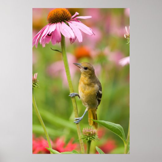 ボルチモア・オリオール ポスター (正面)