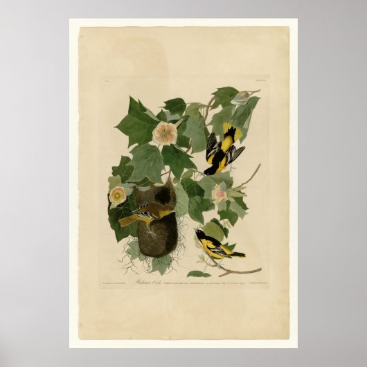 ボルチモア・オリオール ポスター (正面)