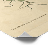 ボルチモア・オリオール ポスター (角)