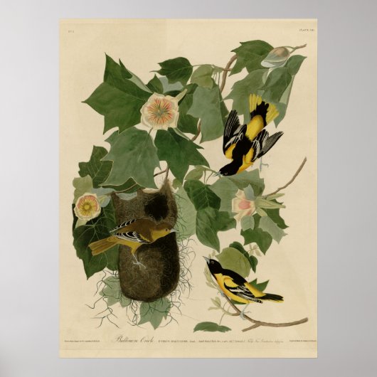 ボルチモア・オリオール ポスター (正面)