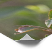 ボルチモア・オリオール ポスター (角)