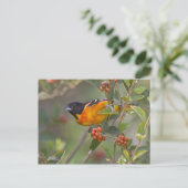 ボルチモア・オリオール ポストカード (スタンド正面)