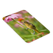 ボルチモア・オリオール マグネット (右側)