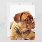 ボルドー・マスティフ、マスティフ・ボルドーフランスの・ギフト (裏面)