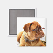 ボルドー・マスティフ、マスティフ・ボルドーフランスの・ギフト マグネット (正面/裏面)