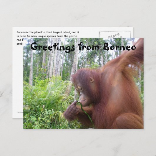 ボルネオからの挨拶 ポストカード (正面/裏面)