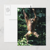 ボルネオのオランウータン ポストカード (正面/裏面)