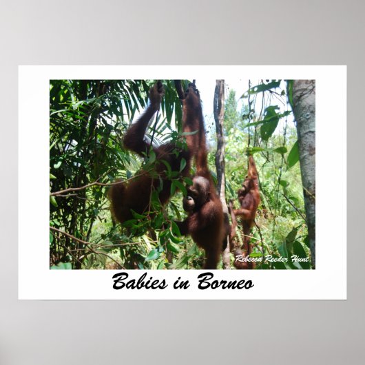 ボルネオのベビー ポスター (正面)