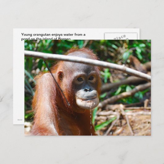 ボルネオ島のオランウータンドリンク水 ポストカード (正面/裏面)