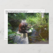 ボルネオ森林のオランウータン ポストカード (正面/裏面)