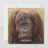ボルネオ・オランウータン美しい写真