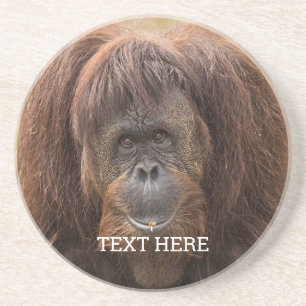 ボルネオ・オランウータン美しい写真 コースター
